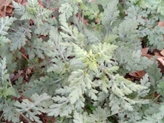 Parthenium bipinnatifidum