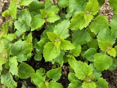 Brickellia californica