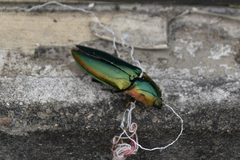 Campsosternus auratus