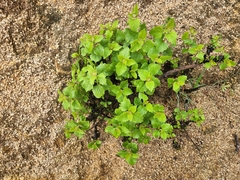 Brickellia californica