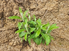 Pseudognaphalium biolettii