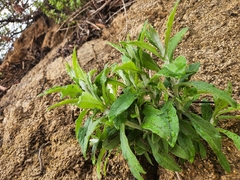 Pseudognaphalium biolettii