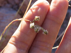 Froelichia