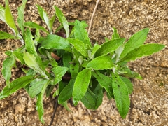 Pseudognaphalium biolettii