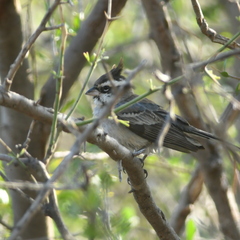 Lophospingus pusillus