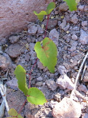 Fallopia cilinodis