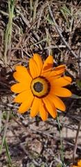 Arctotis breviscapa