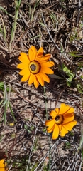 Arctotis breviscapa