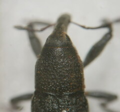 Lixus punctiventris