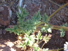 Perityle crassifolia robusta