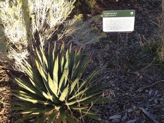 Agave utahensis kaibabensis
