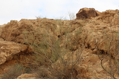 Retama raetam