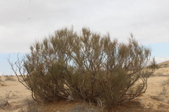Retama raetam