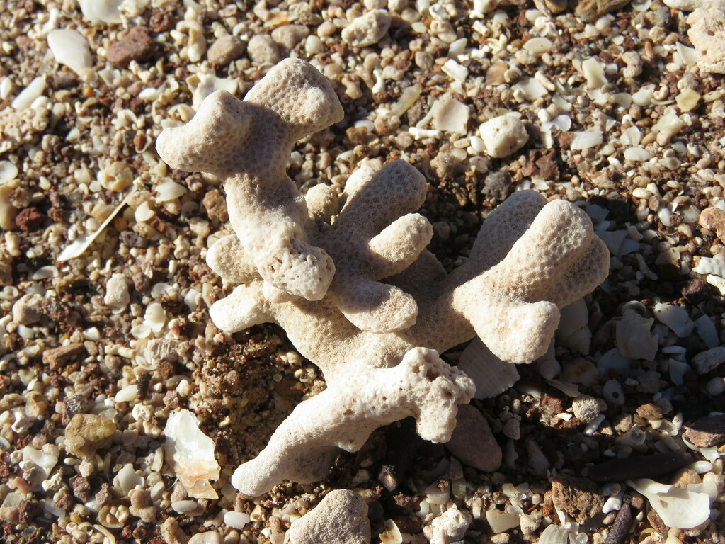 Porites sverdrupi