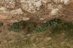 Umbilicus intermedius