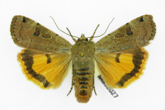 Noctua orbona