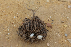 Anastatica hierochuntica