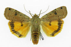 Noctua orbona