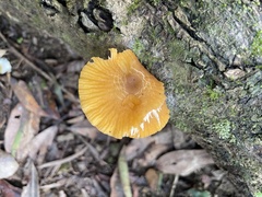 Cyptotrama glabra