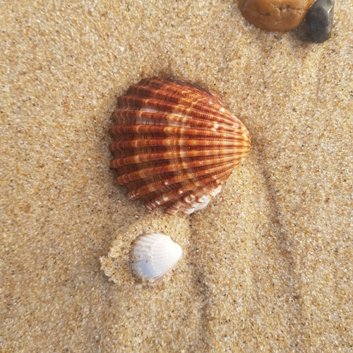 Photo of Rough cockle (Acanthocardia tuberculata)