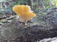 Cyptotrama glabra