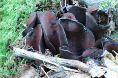 Wynnea americana