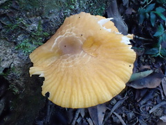 Cyptotrama glabra