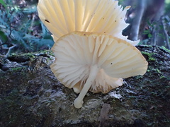 Cyptotrama glabra