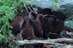 Wynnea americana