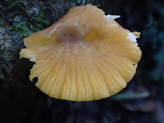 Cyptotrama glabra