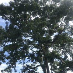 Hymenaea courbaril