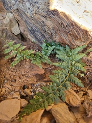Asplenium billotii