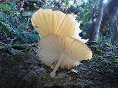 Cyptotrama glabra