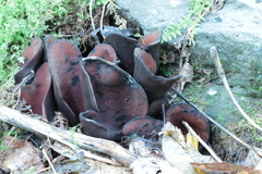 Wynnea americana