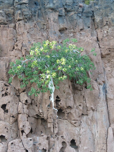 Saiba amarilla (Ficus petiolaris)