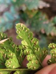 Asplenium billotii