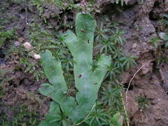 Conocephalum conicum