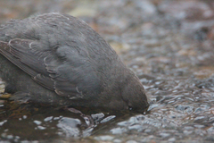 Cinclus mexicanus unicolor
