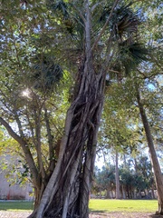 Ficus altissima