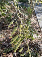 Sophora tomentosa