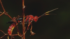 Trogomorpha trogiformis