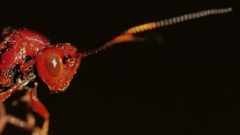 Trogomorpha trogiformis