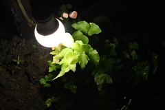 Adiantum macrophyllum