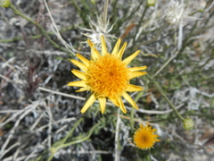 Adenophyllum cooperi