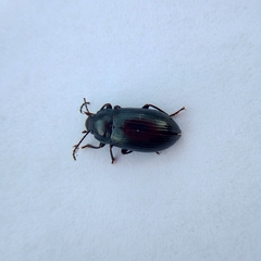 Helopini
