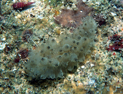 Stichopus horrens