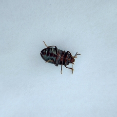 Helopini