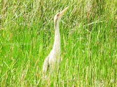 Botaurus pinnatus image