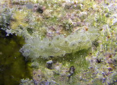 Stichopus horrens