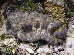 Stichopus horrens